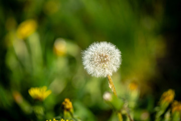 Green background with dandelions