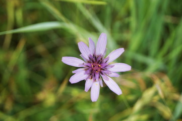 Fototapeta premium Cupid's-Dart (Catananche caerulea)