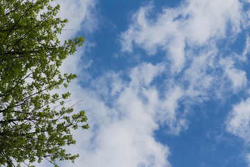 bottom view of tree branches and blue sky and Cumulus clouds
