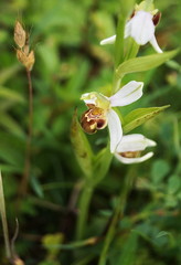 Bee Orchid (Ophrys apifera)