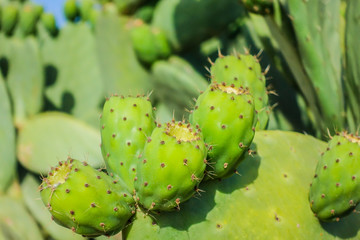 Pale di fichi d'india, frutto nelle campagne salentine