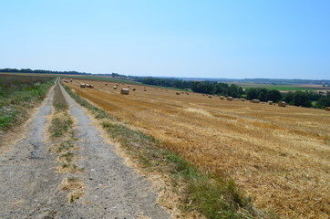 Fototapeta na wymiar Chemin agricole dans la région d'Arromanches (Calvados - Normandie - France)