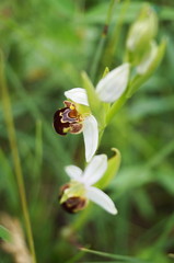 Bee Orchid (Ophrys apifera)