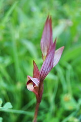 Tongue Orchid (Genus Serapias)