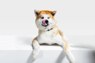 Akita-Inu young dog is posing. Cute white-braun doggy or pet is lying and looking happy isolated on...