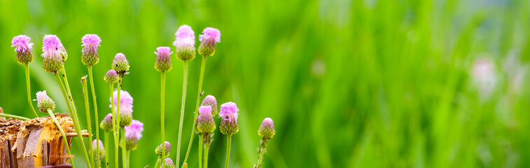 panoramic view of thistle on green color bokeh background - obrazy, fototapety, plakaty