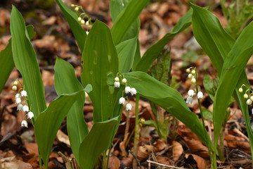 Maiglöckchen, Convallaria majalis, lily of the valley