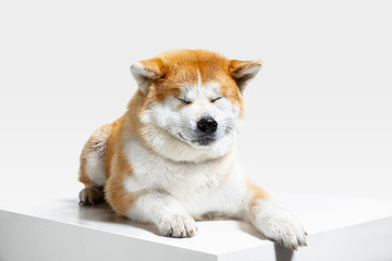 Akita-Inu young dog is posing. Cute white-braun doggy or pet is lying and looking happy isolated on white background. Studio photoshot. Negative space to insert your text or image.
