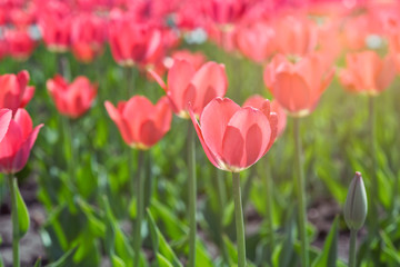 Beautiful Red Tulips. Red Tulips in a flowerbed