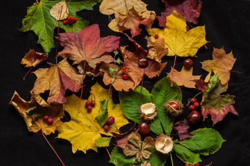 Autumn still life with leaves, berries and chestnuts.