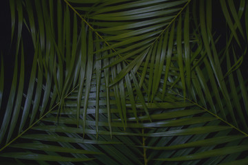 Green leaves Palm texture background dark tone at phuket Thailand