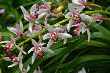 Orchidee, Cymbidium Hybride, Showgirl, Orchid,