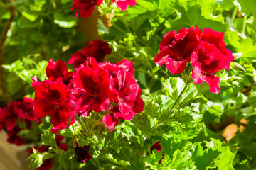 Blooming red geranium