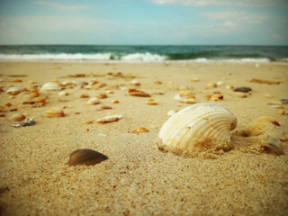 Fototapeta na wymiar Beautiful SeaShell on the Beach