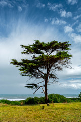 gran árbol frente al mar, el viento y las nubes 