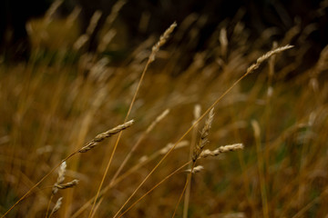 trigo dorados al viento 
