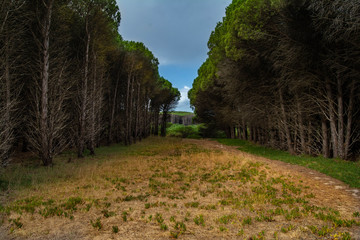 camino en el bosque 