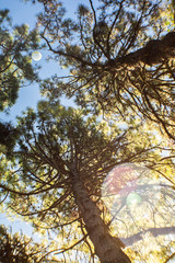 Fototapeta premium copa de arboles iluminadas por el sol - rayos de sol 