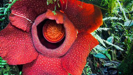 Rafflesia flower: The biggest flower in the world that can be found in Southeast Asia