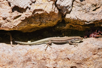 Viviparous lizard (Lacerta vivipara)