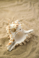 Fototapeta na wymiar Summer holiday background with shell