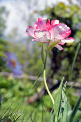 Fototapeta premium Il tulipano dai colori screziati di rosa