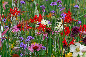 A close up of a colourful flower border with crocosmia, verbena and echinacea - obrazy, fototapety, plakaty