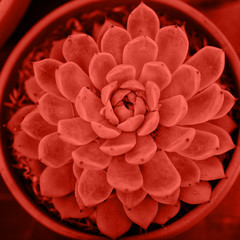 Close up of beautiful succulent in trendy color of the year 2019. Succulent background. Flat lay. Top view.