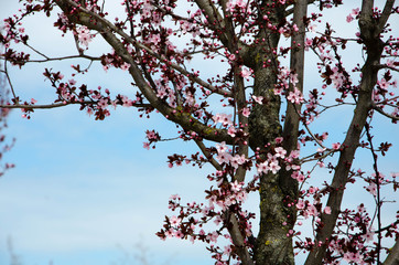 cherry blossom