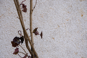 tree on wall