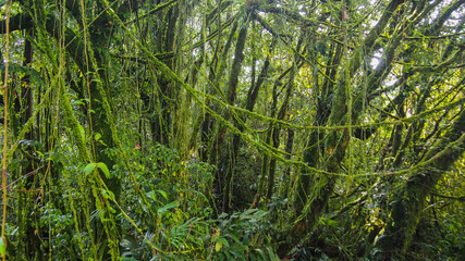 Fototapeta premium Mossy forest 