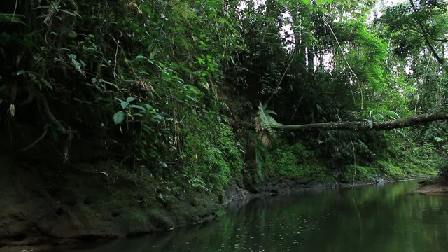 Brown tropical forest stream or river with lush green vegetation and a fallen tree
