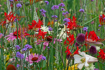 A close up of a colourful flower border with crocosmia, verbena and echinacea