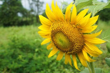 Fototapeta premium Sunflower close up macro in the garden