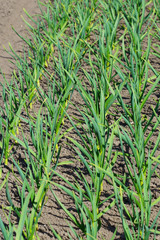 garden bed with green stalks of garlic