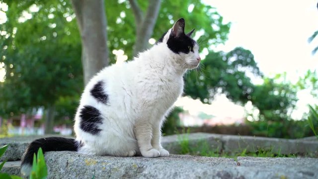 Image of an adorable fat cat sitting over stone wall, Croatia.