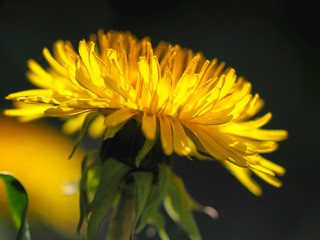 Sch&ouml;ner L&ouml;wenzahn im Fr&uuml;hling gegen die Sonne stehend