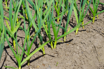 garden bed with green stalks of garlic