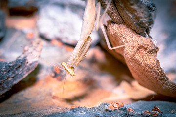 Brown Praying Mantis sitting brown wood bark, Cape Town, South Africa