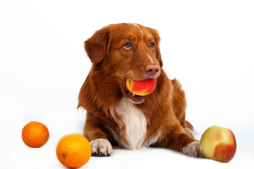 isolated studio portrait of cute dog nova scotia duck tolling retriever with apples and oranges at...