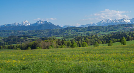 Obraz premium Beautiful panoramic spring rural mountain landscape in the Bavarian Alps with blooming meadow and snow covered mountain peaks, Alpen massif in the background. Bavaria, Germany