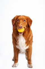 isolated studio portrait of cute dog nova scotia duck tolling retriever with lemon at white background 