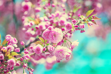 Obraz na płótnie Canvas Vintage blossoming orchard. Flowering sakura branches