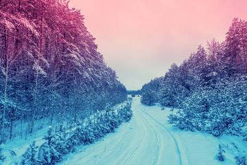 Road in the pine forest. Winter nature. Snowy forest. Pine branches covered with snow. Christmas background. Gradient color