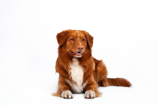 studio portrait of red dog nova scotia duck tolling retriever at white background