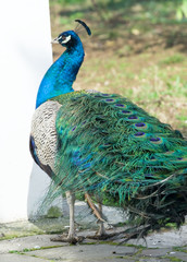 Obraz premium the Beautiful Peacock