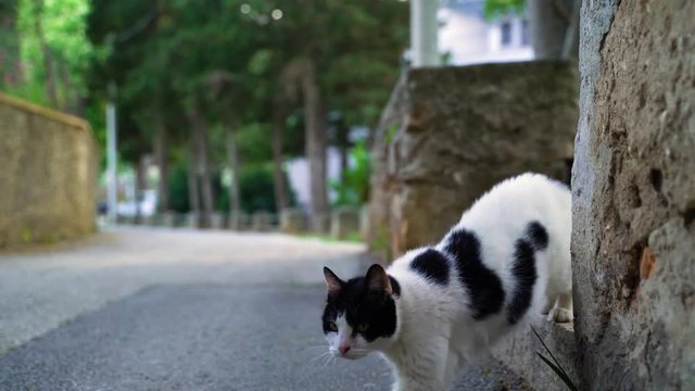 Image of an adorable and curious fat cat at small street, Croatia.