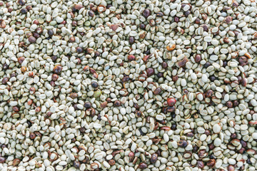 Top view of sun dried Arabica coffee beans in the Akha village of Maejantai on the hill in Chiang Mai, Thailand. Perfect for background.
