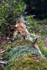 Rotten Tree Trunk in the forest