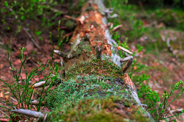 Rotten Tree Trunk in the forest